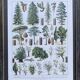 Illustration Millot, forest, forest trees