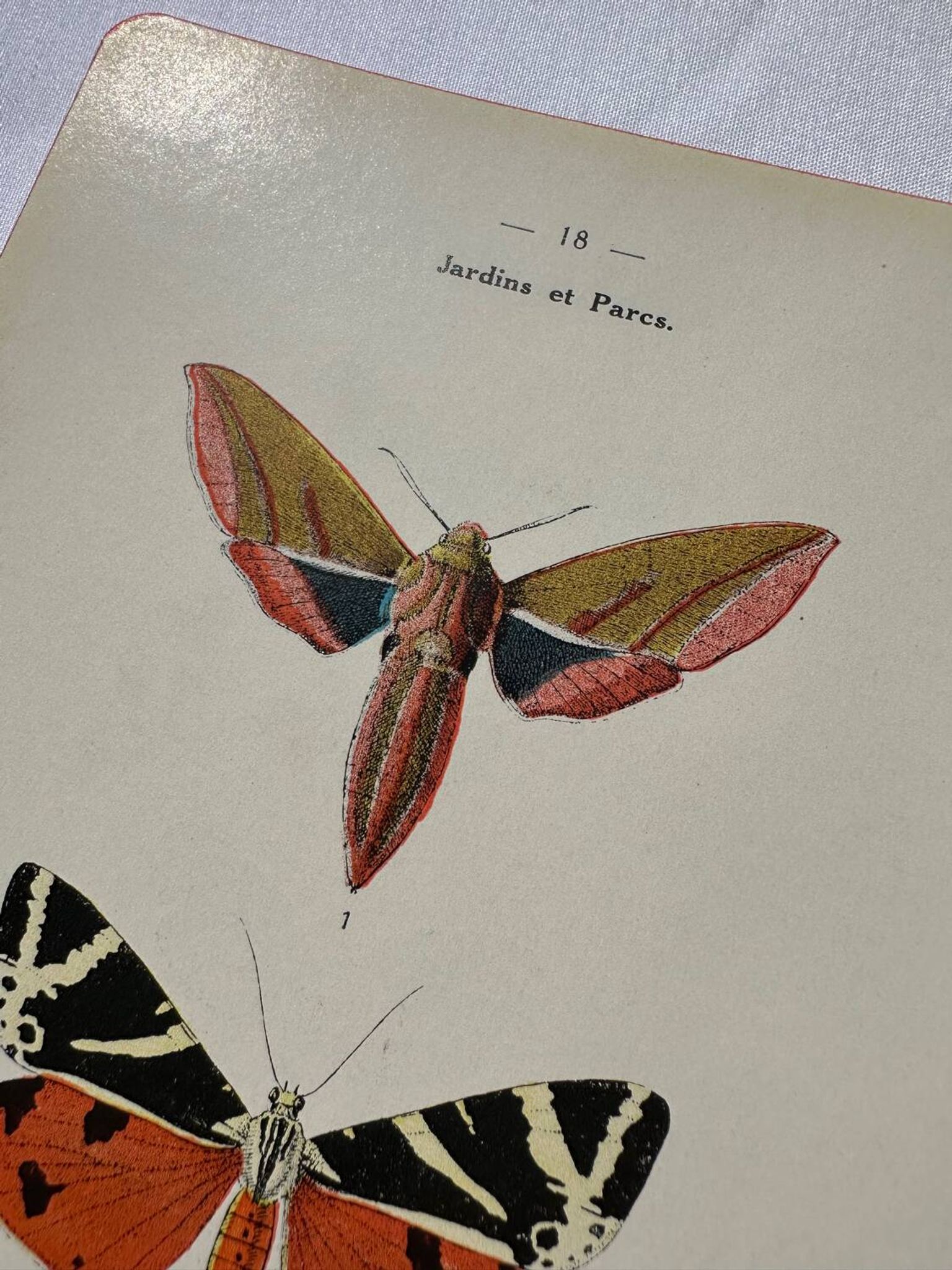 Gravure botanique plante France planche naturaliste double face