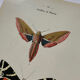 Botanical engraving plant France double-sided naturalist plate