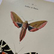Gravure botanique plante France planche naturaliste double face