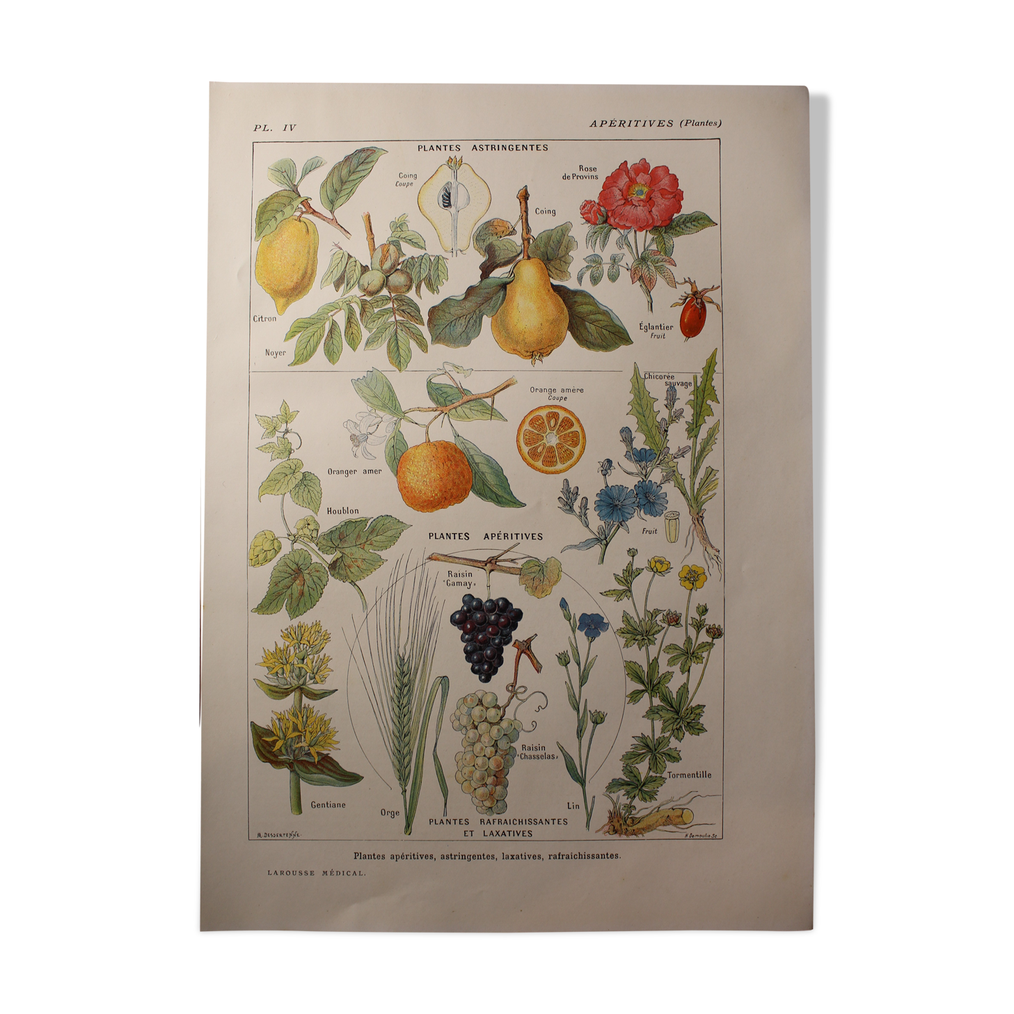 Botanical Board - Plants - Aperitifs