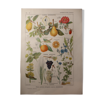 Botanical Board - Plants - Aperitifs