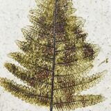 Paper press fern decoration