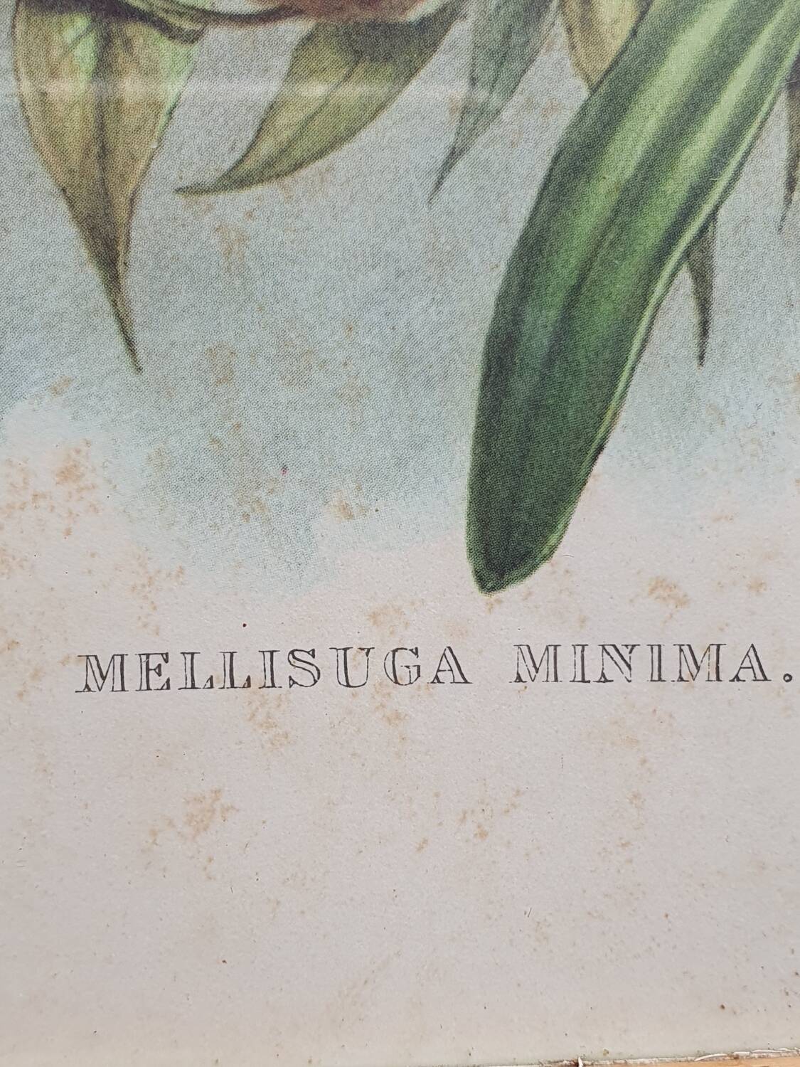 Hummingbirds Lithograph Duo