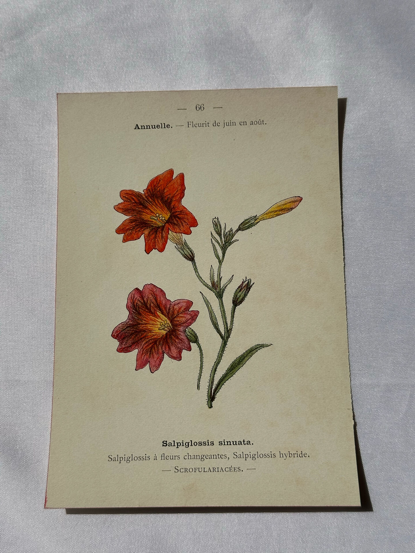 🌿 Botanical Plate Old Naturalist Engraving 19th Century Double-Sided