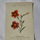 🌿 Botanical Plate Old Naturalist Engraving 19th Century Double-Sided