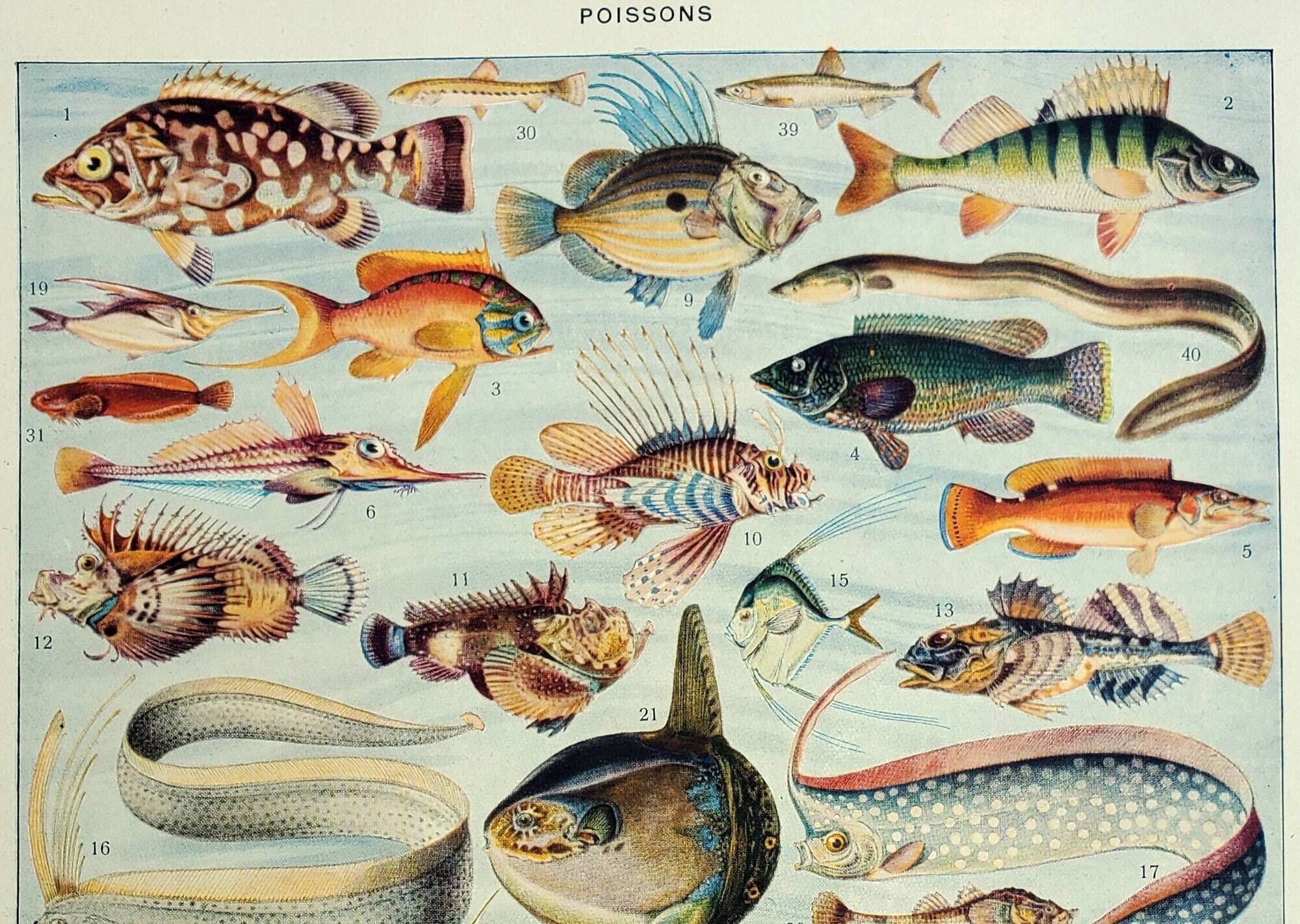 Antique engraving 1928, Fish, ocean, marine animals, fauna • Lithograph, original illustration