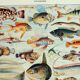 Antique engraving 1928, Fish, ocean, marine animals, fauna • Lithograph, original illustration