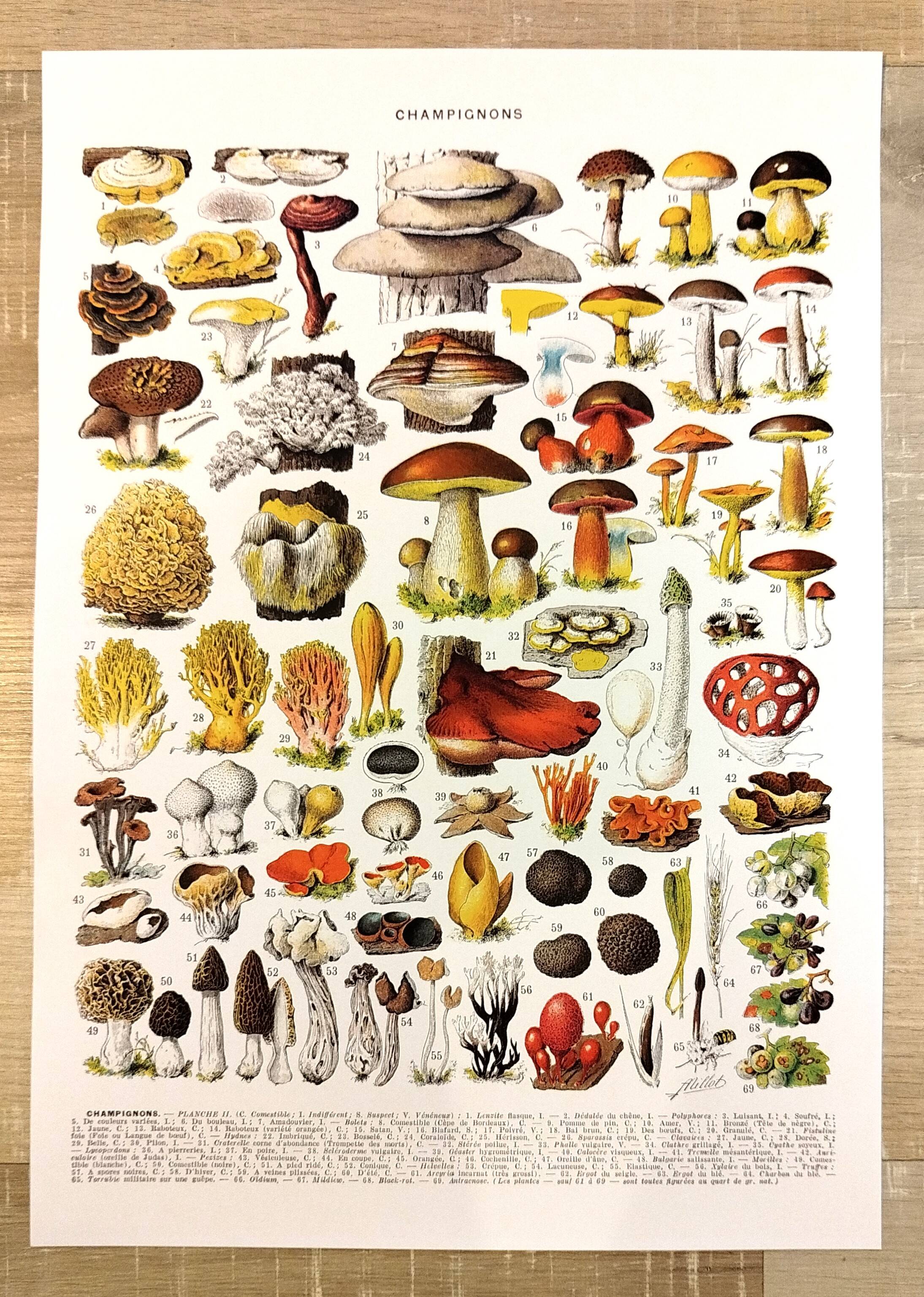 Poster on mushrooms "ceps", from a lithograph from 1928