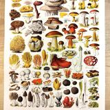 Poster on mushrooms "ceps", from a lithograph from 1928