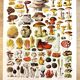 Poster on mushrooms "ceps", from a lithograph from 1928