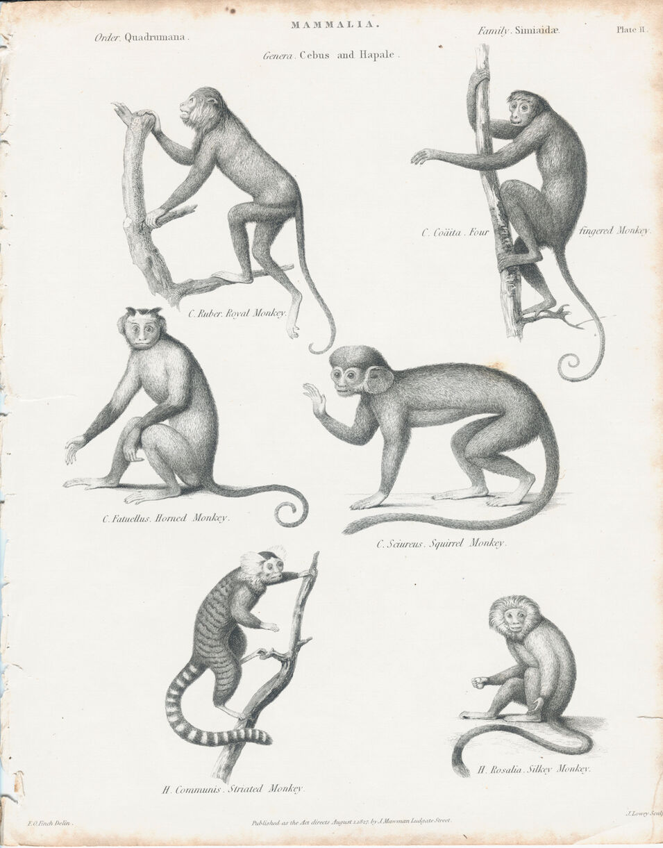 Antique engraving of Primates: xixe