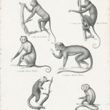 Antique engraving of Primates: xixe