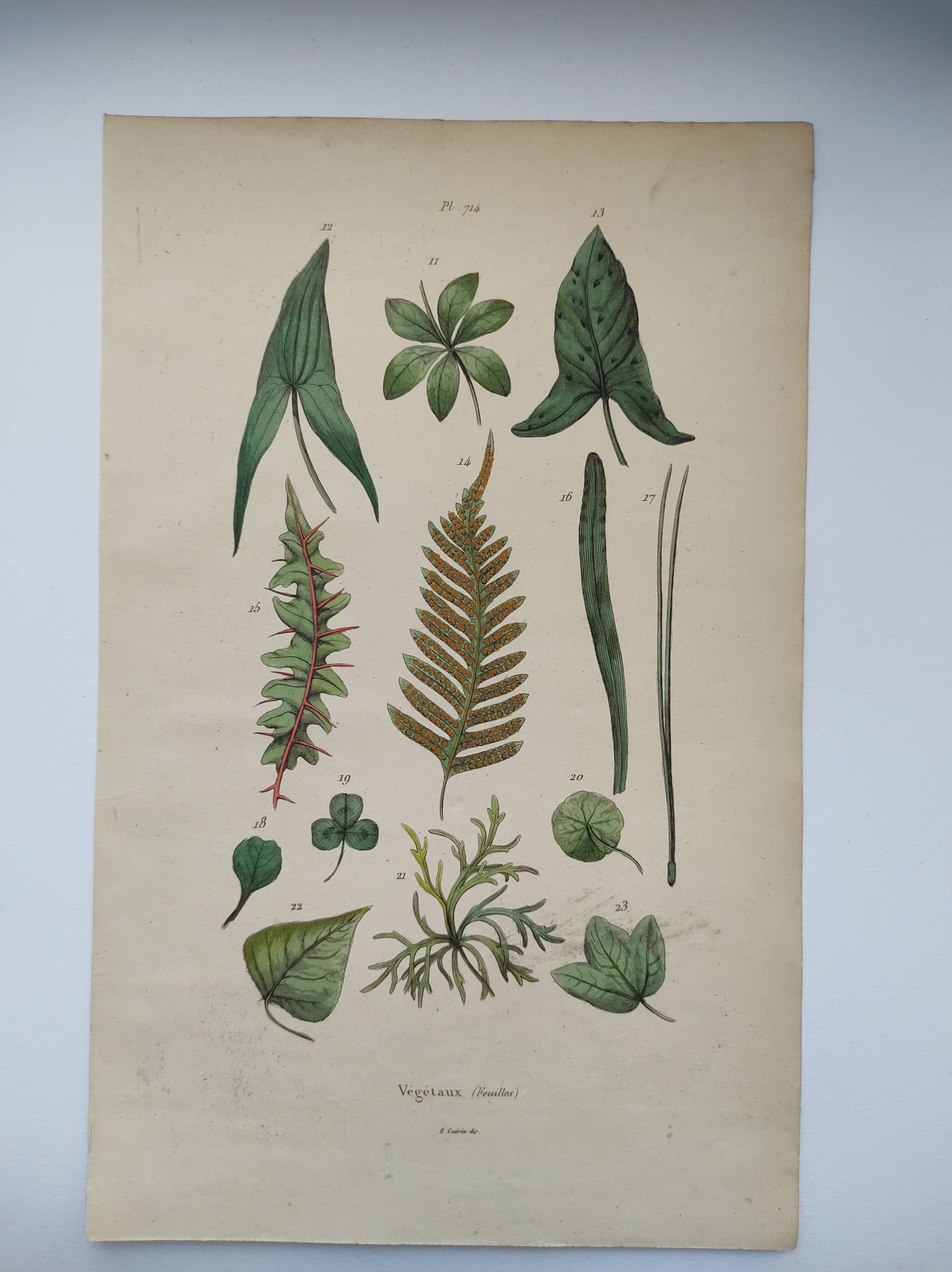 Botanical plate - plant leaves - Old hand-colored engraving from 1839