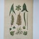 Botanical plate - plant leaves - Old hand-colored engraving from 1839