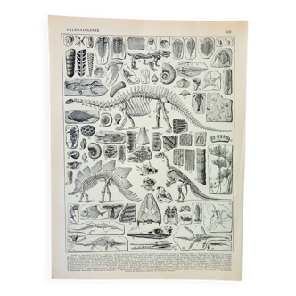 Gravure ancienne de 1898 • Paléontologie 1, préhistoire • Affiche originale et vintage