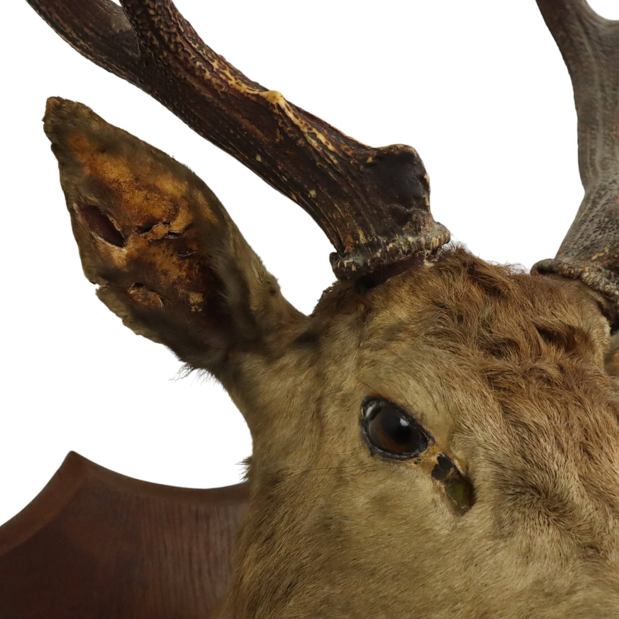 Old Deer Head Mounted Red Deer with Antlers 14-Ender Taxidermy Trophy