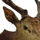 Old Deer Head Mounted Red Deer with Antlers 14-Ender Taxidermy Trophy