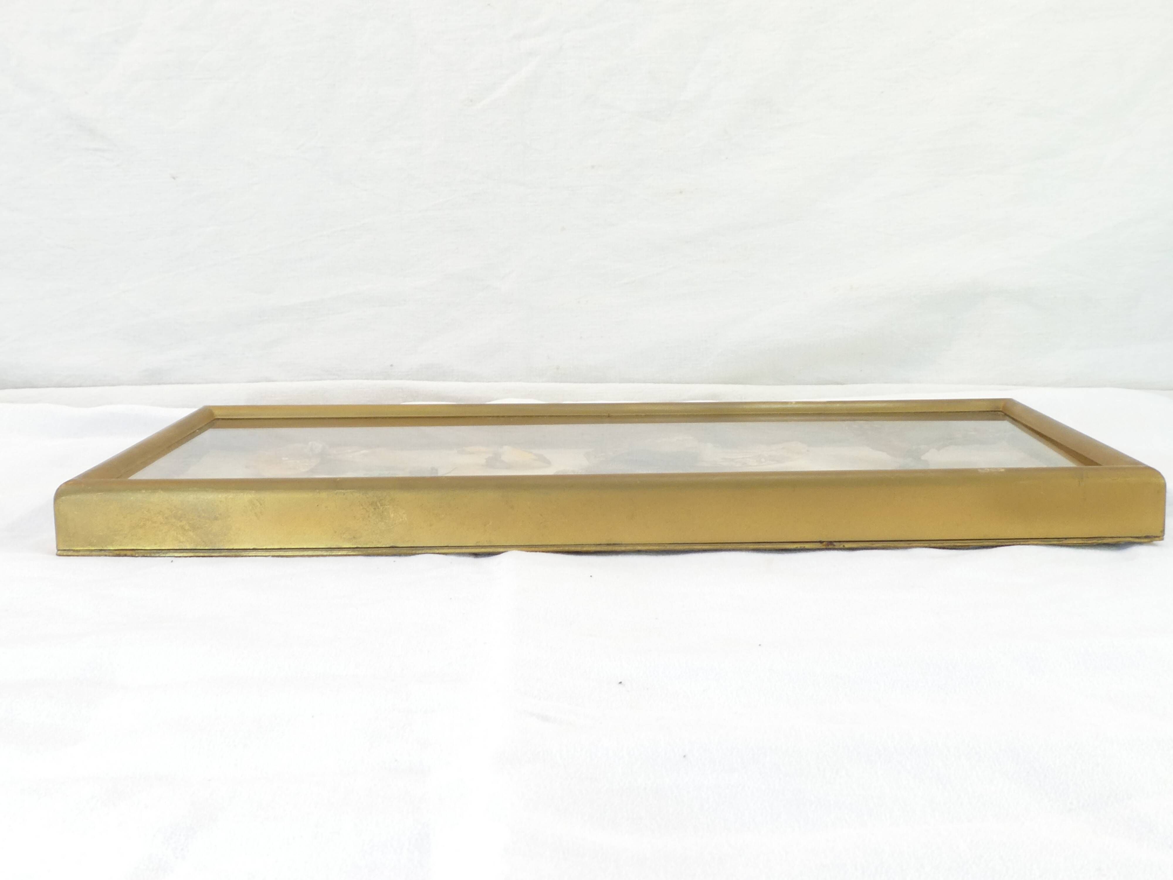 Entomology old taxidermy butterfly frame