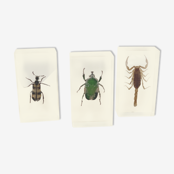 Trio d’insectes sous inclusion de résine