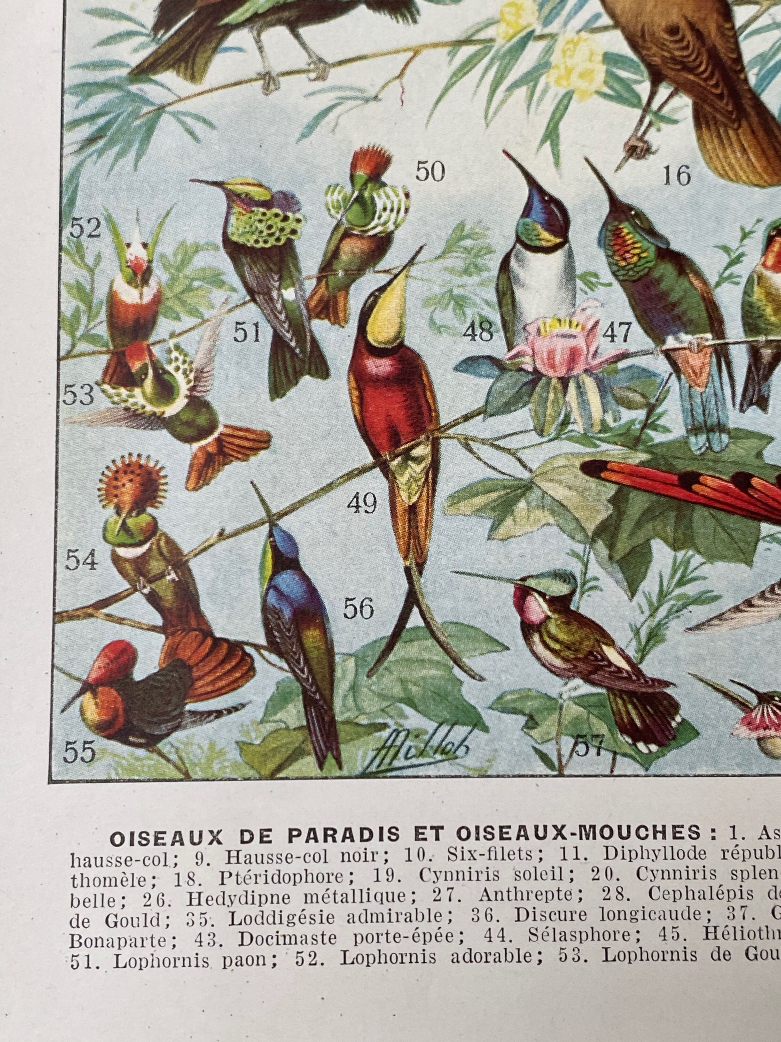 Old illustration Millot "Birds of Paradise"