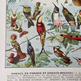 Illustration ancienne Millot "Oiseaux de Paradis"