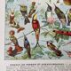 Old illustration Millot "Birds of Paradise"
