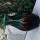 Signed accolay vase and numbered design and vintage