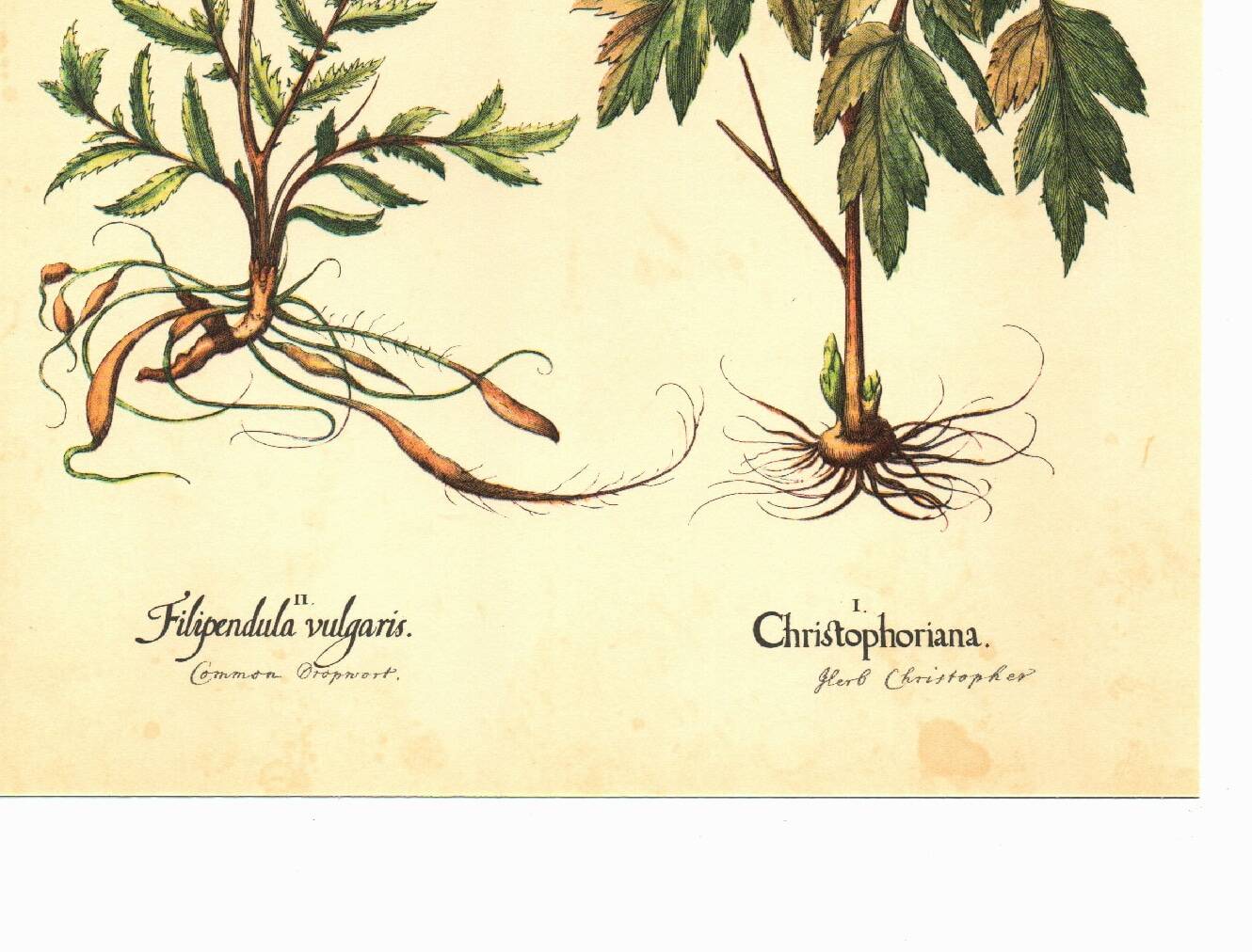 Old illustration 1959 - Filipendula. Botanical plate medicinal flower.