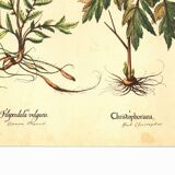 Old illustration 1959 - Filipendula. Botanical plate medicinal flower.