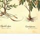 Illustration ancienne 1959 - Filipendule. Planche botanique fleur medicinal