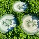 11 old dessert plates from the Pexonne earthenware factory, green and cream fruit decoration