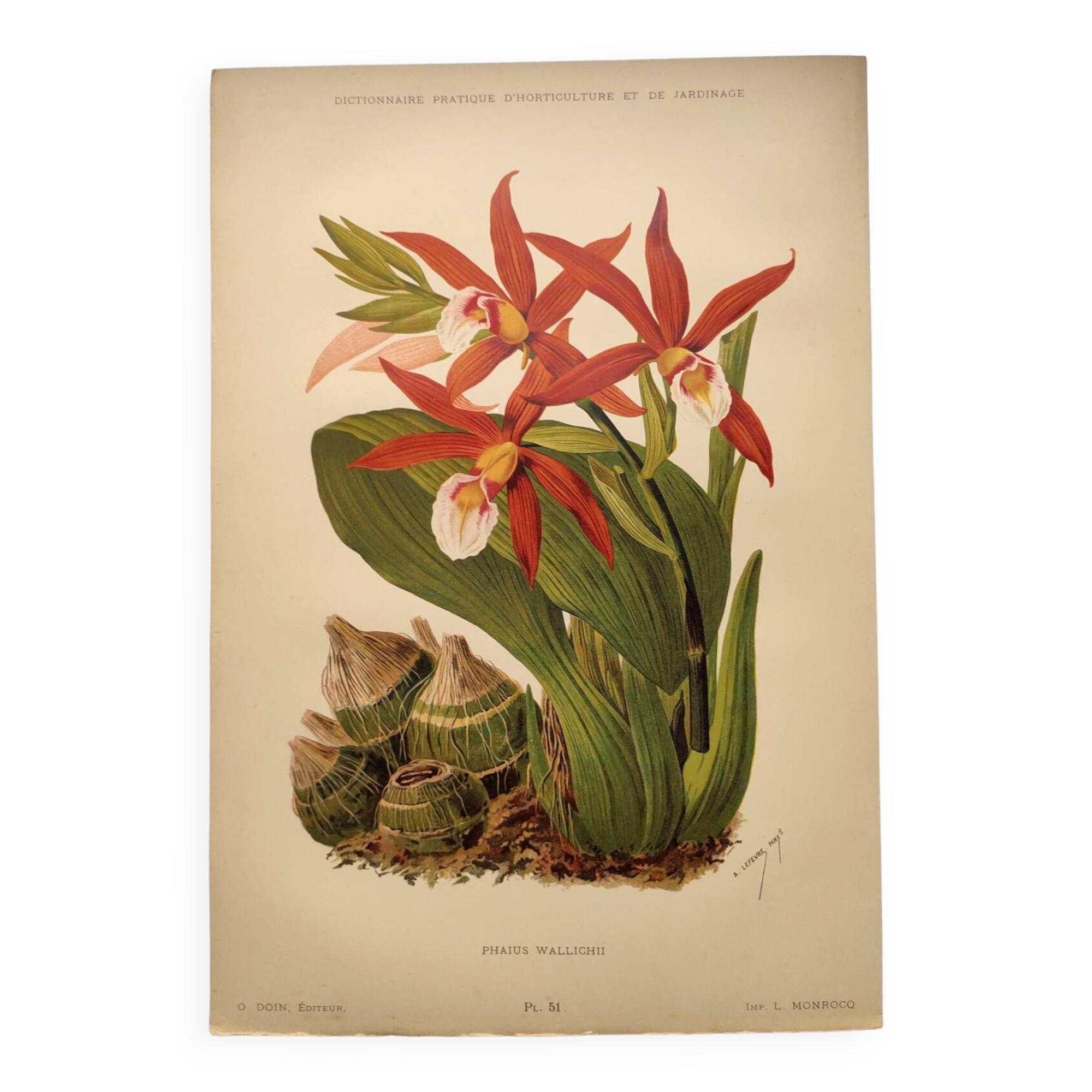 Botanical engraving from 1897 - Phaius Wallichii - Old flower plate by Achille Lefevre
