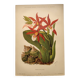 Botanical engraving from 1897 - Phaius Wallichii - Old flower plate by Achille Lefevre