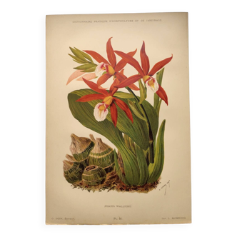 Gravure botanique de 1897 - Phaius Wallichii - Planche ancienne de fleur de Achille Lefevre