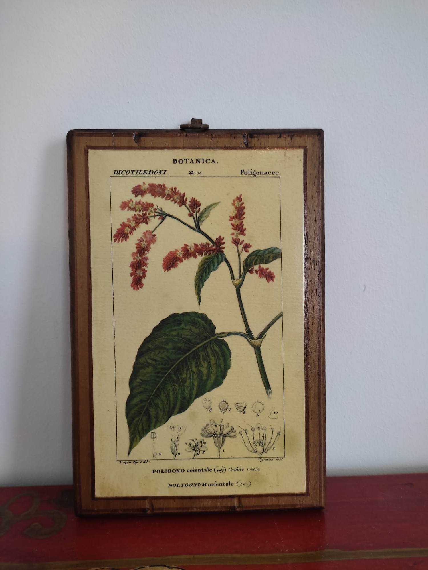 Set of 4 botanical boards with wooden frames