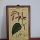 Set of 4 botanical boards with wooden frames