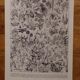 Lithographies originales sur les fleurs