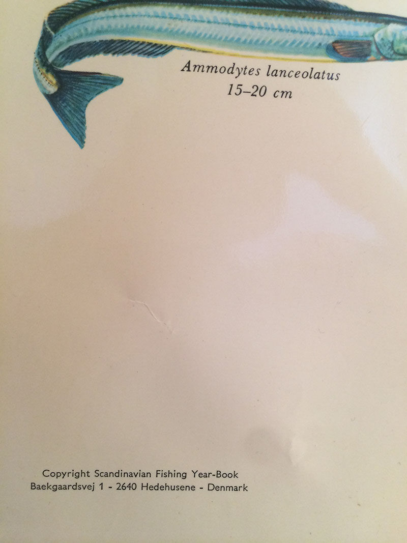 Vintage marine wildlife poster, 80s