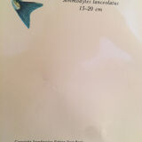 Vintage marine wildlife poster, 80s