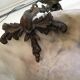 Alabaster style Louis XV Hanging