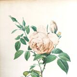 Redouté's pink botanical plate