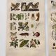 3 Engravings from 1909 - So-called "harmful" insects - Old entomological plates