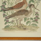 Tableau vintage aquarelle ducks of terronblan monbaly dayelle