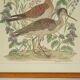 Tableau vintage aquarelle canards de terronblan monbaly dayelle