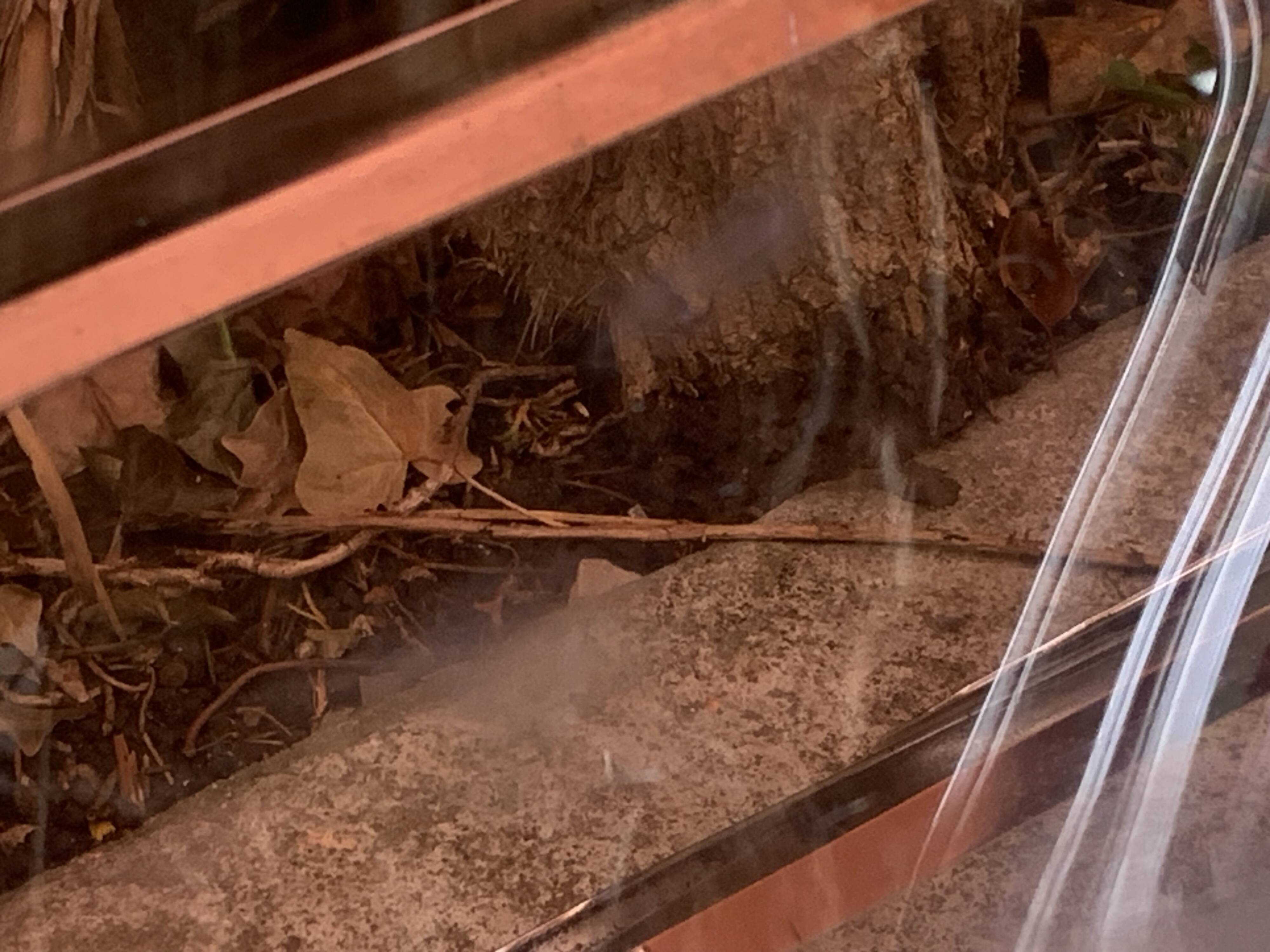 6 chaises pliantes en Plexiglas fumé et métal chrome Chaisor 1970