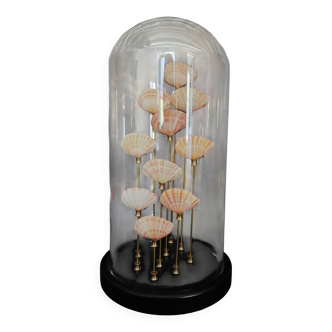 Cabinet de Curiosités coquillages tellina radiata