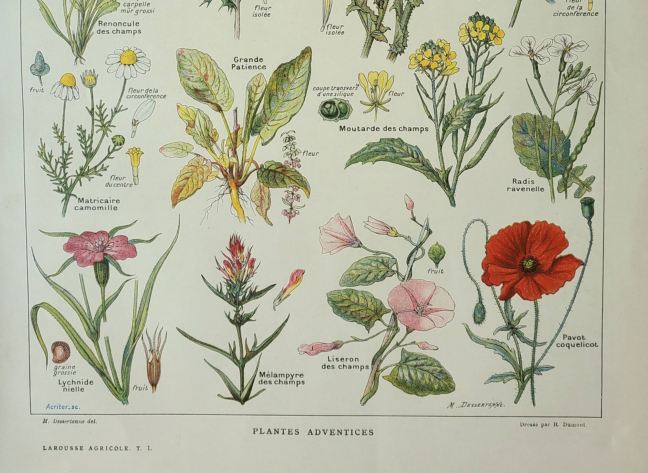 Old engraving 1922, Weeds, flowers, plants, botany • Lithograph, Original plate