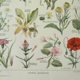 Old engraving 1922, Weeds, flowers, plants, botany • Lithograph, Original plate