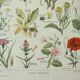 Old engraving 1922, Weeds, flowers, plants, botany • Lithograph, Original plate